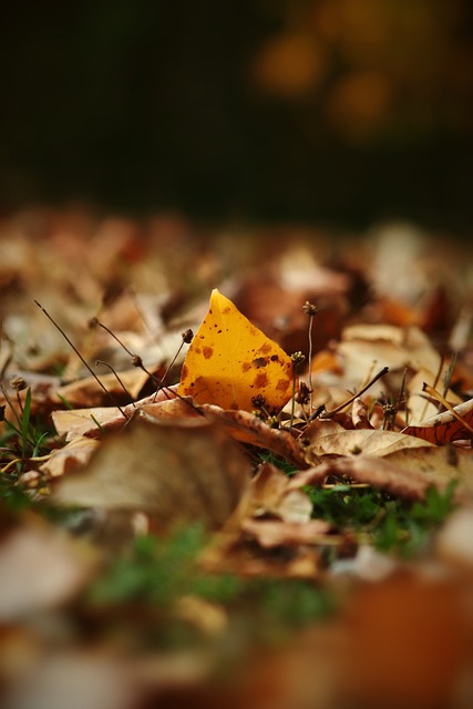 的心理成熟 的心理成熟