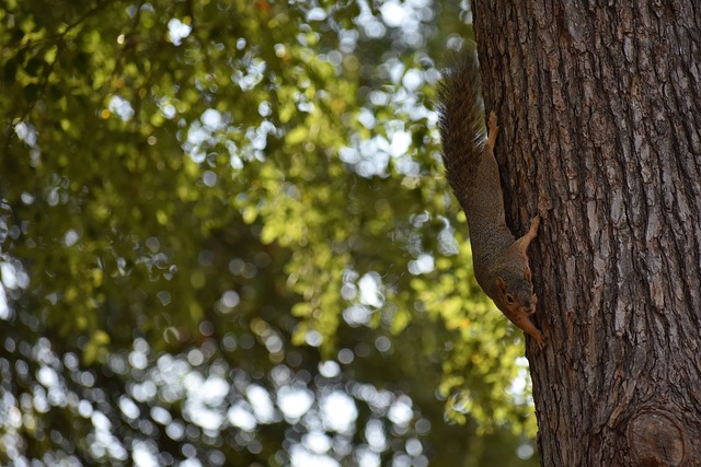 员因伤缺阵 员因伤缺阵
