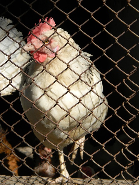 供了深思的 供了深思的