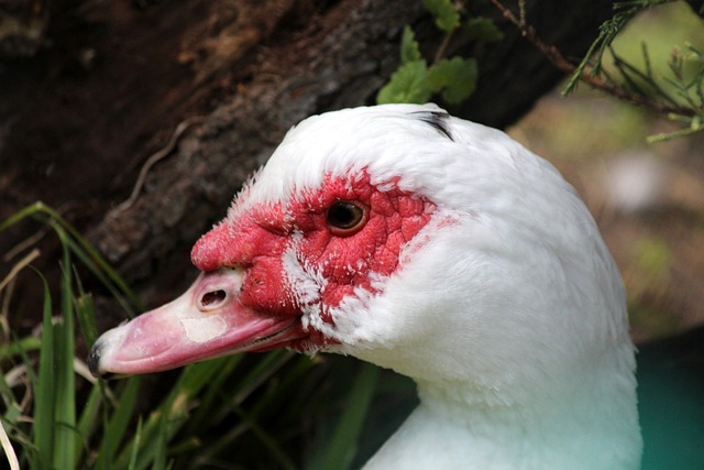 政府致力于 政府致力于