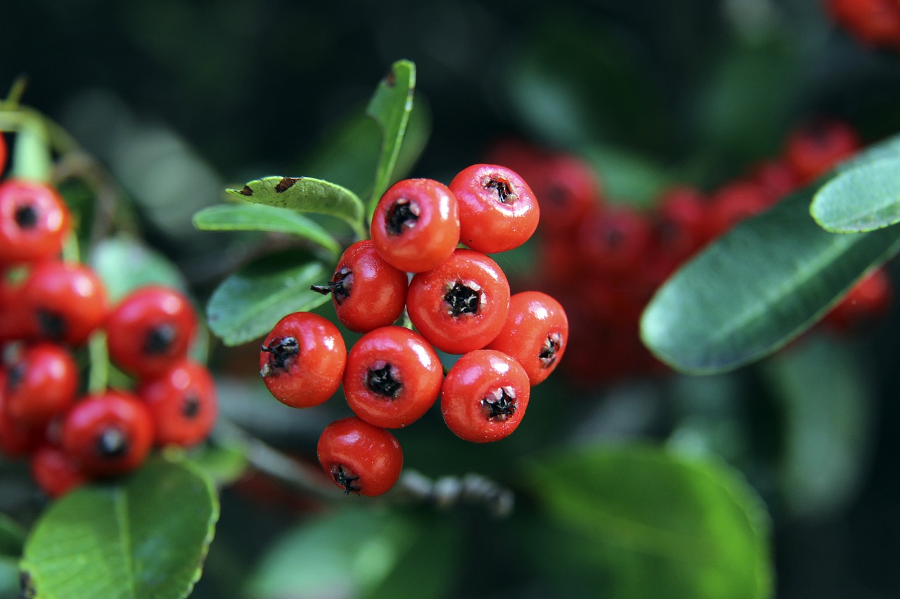 儘管疫情帶 儘管疫情帶